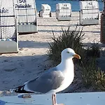 Ferien Auf Zwei Ebenen In Der Moewenkoje - Tierfreundlich * Грёмиц