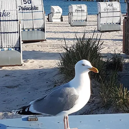Ferien Auf Zwei Ebenen In Der Moewenkoje - Tierfreundlich * Grömitz
